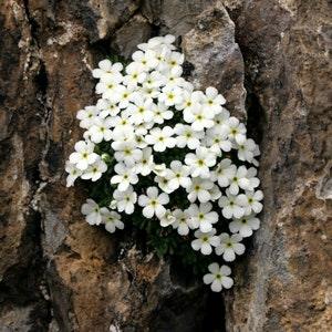 ROCK JASMINE White Flowers Androsace Cylindrica Hardy Perennial 3 Seeds