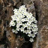ROCK JASMINE White Flowers Androsace Cylindrica Hardy Perennial 3 Seeds