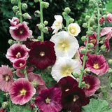 Hollyhock Mixed colours. Single petals . Perennials. 30 seeds. Easy care , low maintenance.