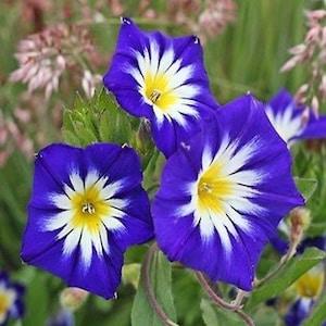 20 seeds lovely C. tricolor Morning Glory Convolvulus
