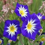 20 seeds lovely C. tricolor Morning Glory Convolvulus