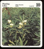 Planting Lilies  My Green Gardens Guide Card Other Favorite Bulbs Flowers
