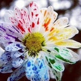 SALE 20 Rainbow Water color  Chrysanthemum seed  Fun  easy to grow Nice for home and patio Limited Supply Order Now