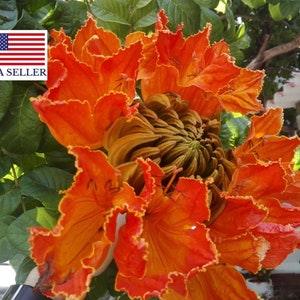 Spathodea campanulata - nilotica - African Tulip Tree, Flame Tree - 50 Seeds