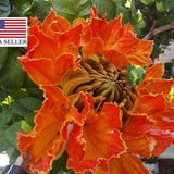 Spathodea campanulata - nilotica - African Tulip Tree, Flame Tree - 50 Seeds