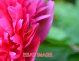 PHOTO  PEONY NOW IN BLOOM IN THE GARDEN; SORRY COULDN'T QUITE GET THE SPIDER INT
