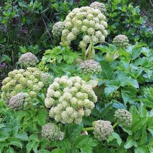 ANGELICA Archangelica Hardy Perennial Large Flowers, 10 Seeds