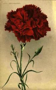 Edward H Mitchell Red Carnation flower postcard #1235