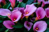 Purple Calla Lily Flowers Seeds ????Zantedeschia Aethiopica Plant Bonsai  FSCL25