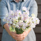 50 High Scent Sweet Pea Seeds / Lathyrus Odoratus / Vine Flower / Bouquet Gardening / English Garden / Wildflowers / Cottage Garden