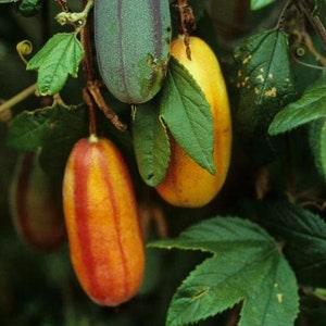 Passiflora tripartita var. Azuayensis - Mango passionfruit - Very Rare Seeds