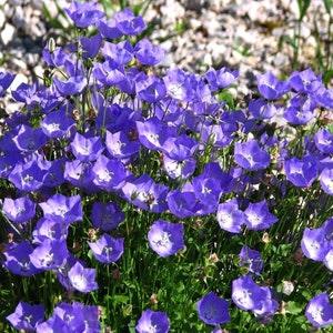 BELLFLOWER COMPACT BLUE Short Perennial Campanula Carpatica Bell Flower Tussock 20 Seeds