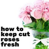 How to Keep Roses Fresh Flower Delivery