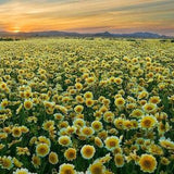 Layia Platyglossa - 100 Seeds - Elegant layia, tidytips, tidy tips daisy, egg-fried flower