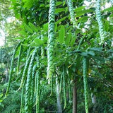 Exotic Phyllodium Pulchellum 15 Seeds
