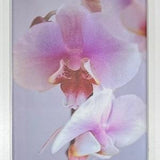 Orchid