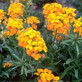 Siberian Wallflower Seeds, Cheiranthus allionii | American Meadows Flower Delivery