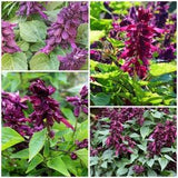 PURPLE DWARF SALVIA Seeds - Mauve Purple Scarlet Sage Compact Flowers - Tubular Flowers for Attracting Hummingbirds to Garden