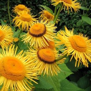 50 +seeds Telekia speciosasyn. Buphtahalmum speciosum