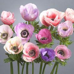 Anemone 'Galilee Pastel Mix' - garden anemone bulbs Flower Delivery