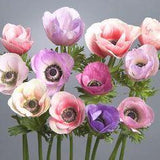 Anemone 'Galilee Pastel Mix' - garden anemone bulbs Flower Delivery