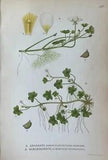 Antique Botanical Colored Print - Ranunculus Peltatus - Ranunculus Hederaceus L.