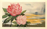 Postcard State Flower Indiana Peony Ken Haag Unposted Artist Signed