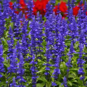 BLUE SAGE MEALYCUP Salvia Farinacea Butterfly Pollinator Wildflower, 30 Seeds