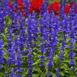 BLUE SAGE MEALYCUP Salvia Farinacea Butterfly Pollinator Wildflower, 30 Seeds