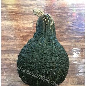 Green Hubbard Winter Squash (10 Seeds Min.)