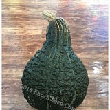 Green Hubbard Winter Squash (10 Seeds Min.)