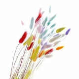 Dried Flower Bunny Tail Natural Plants Floral Rabbit Grass Bouquet Home 50stems