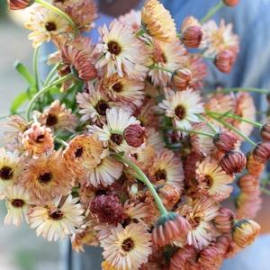 Calendula Bronze Beauty SEEDS flower medicinal herb pot marigold bouquet florist cut flowers Dizzy Bees Urban garden