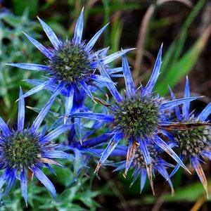 50+ Sea Holly Blue Flower Seeds- Spiny egg-Shaped Beautiful Perennial -Blue Hobbit- Eryngium Planum- B484