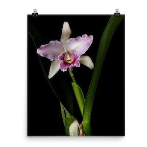 Cattleya Orchids Print Cattleya Orchid Poster Orchid Photo
