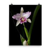 Cattleya Orchids Print Cattleya Orchid Poster Orchid Photo