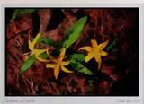 Wild Flowers Plants 013114 Yellow Lilies Limited Edition Watercolour Print