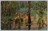 Waycross, GA - Picking Water Lilies, Okefenokee Swamp Park - Vintage Postcard