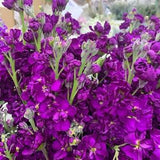Katz Purple Stock Flower Seeds, 40 Seeds // Open Pollinated, Non-GMO, matthiola incana
