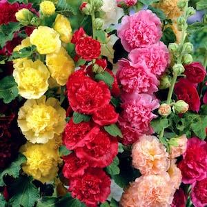 Double Hollyhock SEED Collection