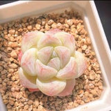 SEEDS BACK??Echeveria 'Ice Green', Rare Succulent Seeds, All-year seeds, 10 seeds