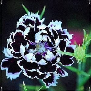 50 Seeds Dianthus Heddewigii Black White Carnation Flower Seed, Dianthus Flower, Natural, Non GMO, Heirloom
