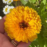 Calendula Tall Cutting Flowers SEEDS medicinal herb pot marigold Calendula officinalis bouquet florist cut flowers Urban garden