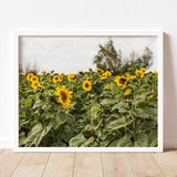 Sunflower Field | Floral Print, Gallery Wall Art, Nature Picture, Photo Decor, Country Rustic Home Decor, Rural Agriculture, Farm Life