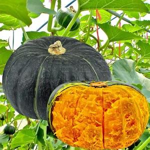10 seeds Sweet Japanese Pumpkin Organic Seed