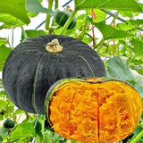 10 seeds Sweet Japanese Pumpkin Organic Seed