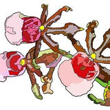 Chocolate Orchids