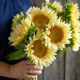 10+ seeds / ProCut White Lite - Sunflower Seed / Single Stem Sunflower / Creamy Yellow Sunflower / (#32)