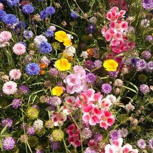 100+ Wildflower Butterfly Blend  Seed Mixture-B266- Annual, Perennial and Biennial Mix-Attracts Beautiful Butterflies to your Garden!