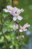 Clematis montana: how to grow and prune, plus the best varieties Flower Delivery